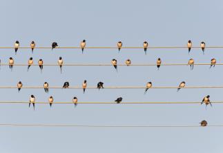 Flock of swallows on power linesGetty-145167347.jpg